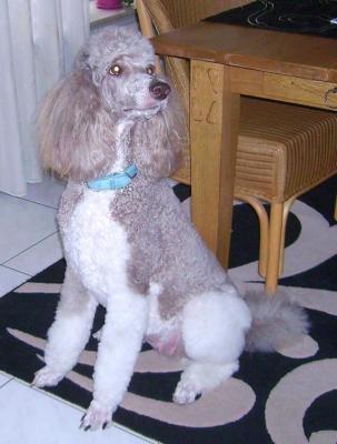 Verwacht: Unieke HARLEKIJN KONINGS POEDEL PUPS