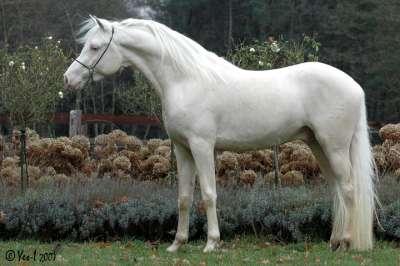 Cremello hengst ter dekking