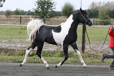 Pintabian hengst ter dekking