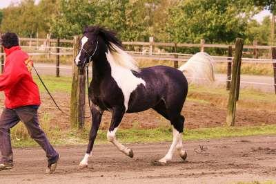 Pintabian hengst ter dekking