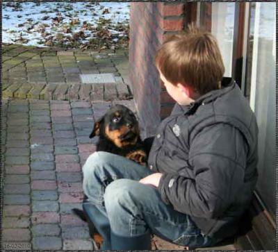 Rottweiler pups met stamboom Sint Hubertus