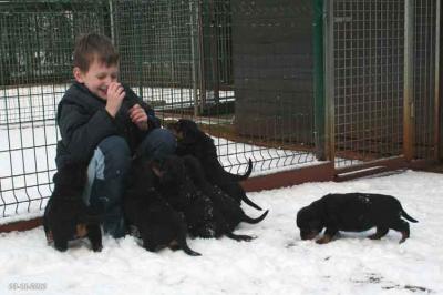 Rottweiler pups met stamboom Sint Hubertus