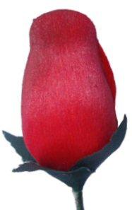 kunst rozen van berkenhout  - een roos die blijft