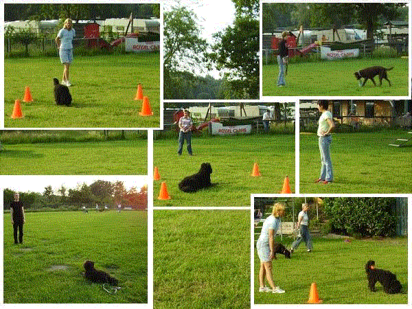 Puppy cursus in Amersfoort