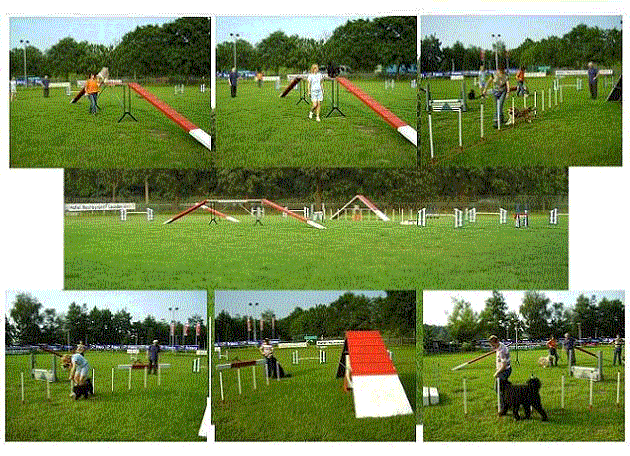 Puppy cursus in Amersfoort