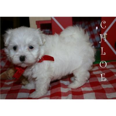 maltese puppy voor alle single dames