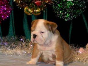 Engels bulldog puppies te verlevendigen uw huizen.