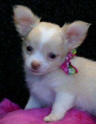 schattig piepkleine chihuahua pups.