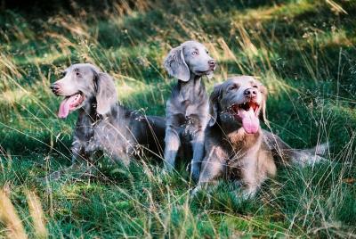 Prachtige Weimaraner Langhaar pups