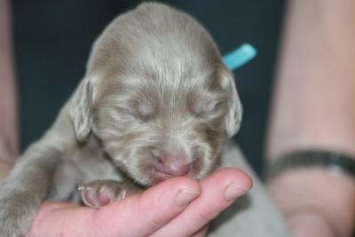 Prachtige Weimaraner Langhaar pups