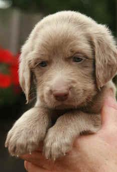 Prachtige Weimaraner Langhaar pups