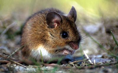 ongediertebestrijding