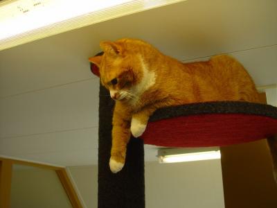 Grande Bazaar Rijswijk Krabpaal CaTTree â‚¬ 7,- korting