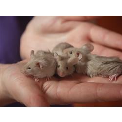 Langharige donkeroog siamees muisjes!