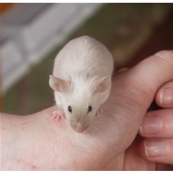 Langharige donkeroog siamees muisjes!