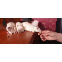 Dumbo jongens zoeken thuis!