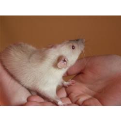 Dumbo jongens zoeken thuis!