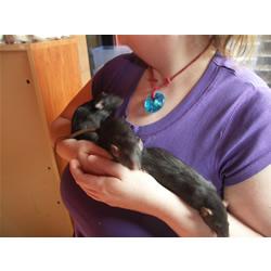 Dumbo jongens zoeken thuis!