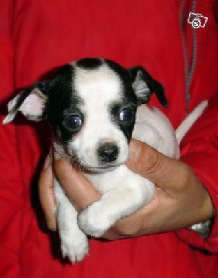 2 t-cup Chihuahua's voor adoptie 