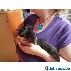 Dumbo jongens zoeken een thuis! 