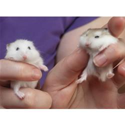 Knusse huisdiertjes voor kids