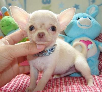 gezonde chihuahua pups voor adoptie