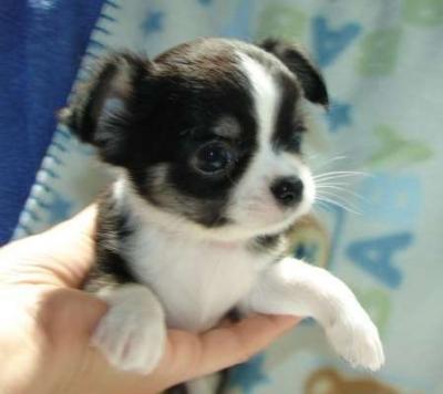 gezonde chihuahua pups voor adoptie
