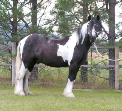 2 Zigeuners Paarden Voor Adoptie