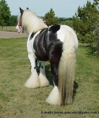 Gypsy Paarden Te Koop.