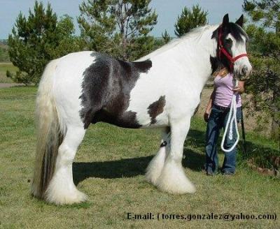 Gypsy Paarden Te Koop.