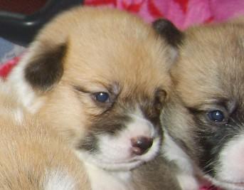 welsh corgi pembroke pups