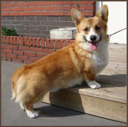 welsh corgi pembroke pups