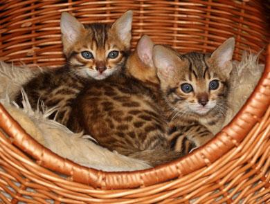 Bengaalse kittens op zoek naar nieuwe thuis 