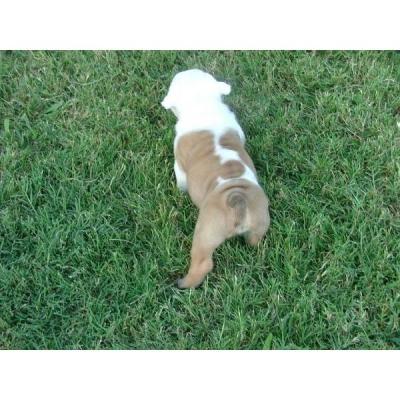 Mooie vrouwelijke Engels bulldog