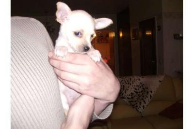 Mini chihuahua teefje pupje