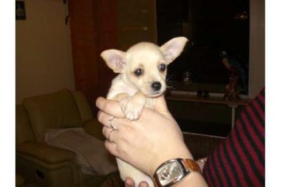 Mini chihuahua teefje pupje