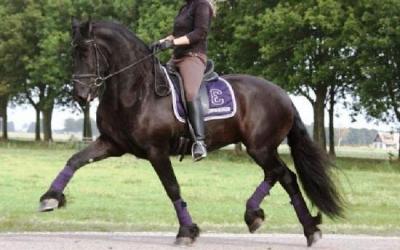  Friese Paard bruine ruin