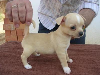 Prachtige Chihuahua Pups met Stamboom