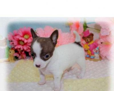 Gezonde en Lieve Chihuahua Pups 100% Gezonde Garantie