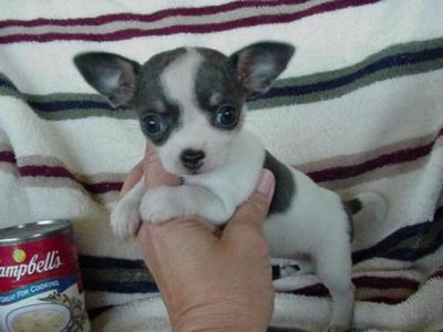 Gezonde en Lieve Chihuahua Pups 100% Gezonde Garantie
