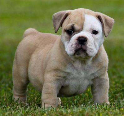 twee Engels bull dog puppies mannelijke en vrouwelijke voor vrije adoptie