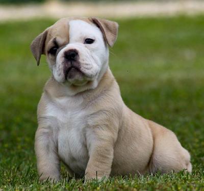 twee Engels bull dog puppies mannelijke en vrouwelijke voor vrije adoptie