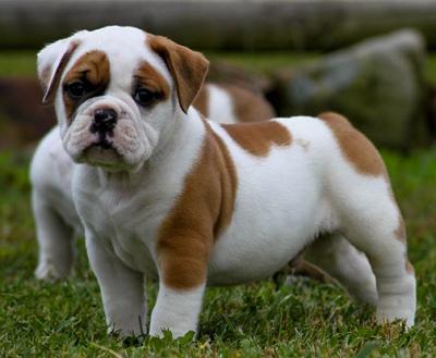 twee Engels bull dog puppies mannelijke en vrouwelijke voor vrije adoptie