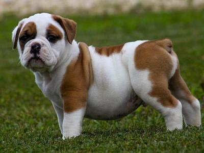 twee Engels bull dog puppies mannelijke en vrouwelijke voor vrije adoptie