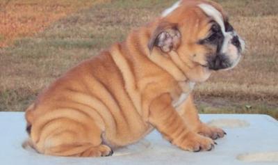 goed opgeleide mannelijke en vrouwelijke Engels bulldog pups op zoek naar een nieuw huis