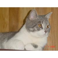 Reiki of helende therpieÃ«n voor katten?