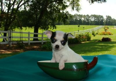  schattige puppy chihuahua voor een prachtig huis