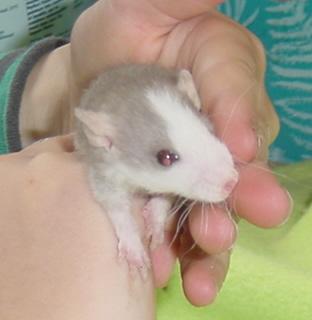 Huskey en huskeyrex rittens