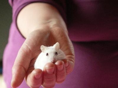 De mooiste dwerghamstertjes