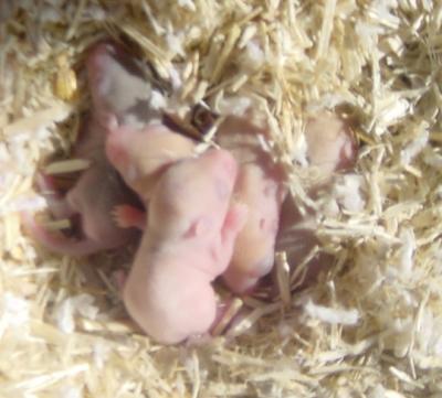 Schattige gerbils